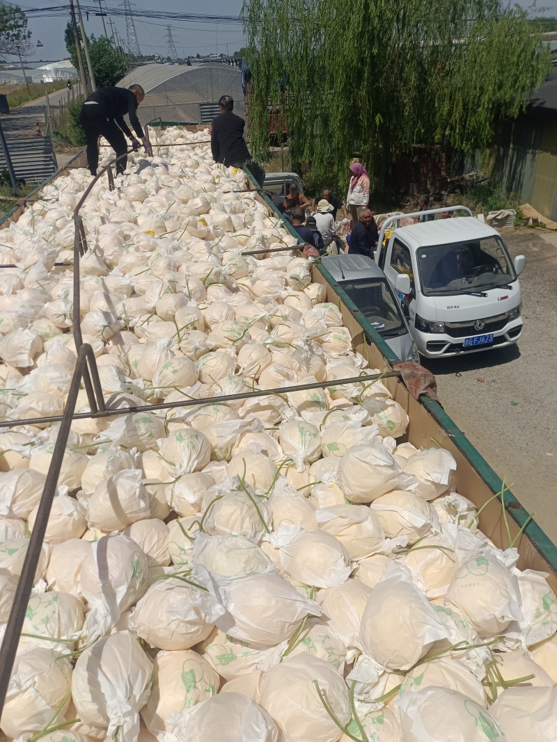 久红瑞黄皮甜瓜五岳独尊甜瓜产地土棚弓棚量大颜色好糖度高色