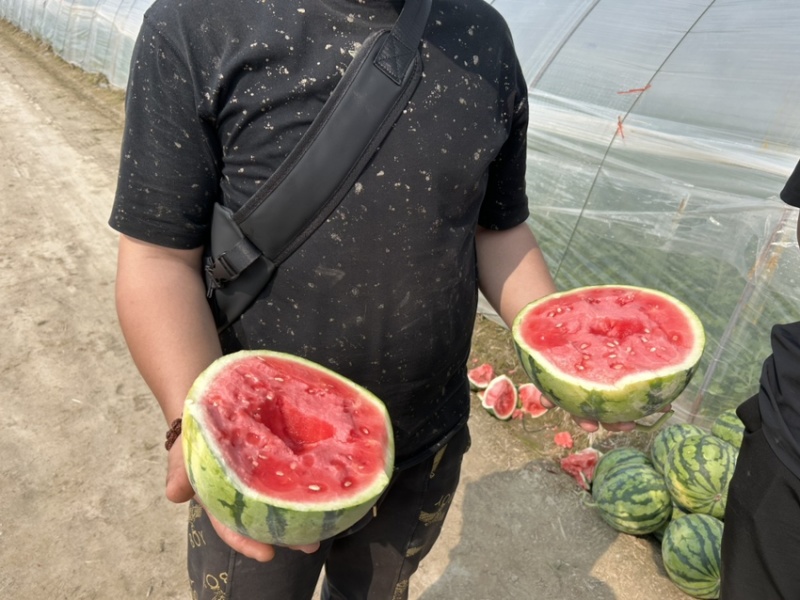 江苏盐城8424西瓜.大量上市品质保证现货速发欢迎咨询