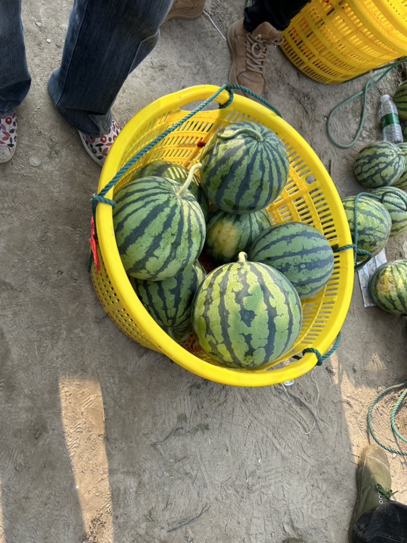 江苏盐城8424西瓜.大量上市品质保证现货速发欢迎咨询