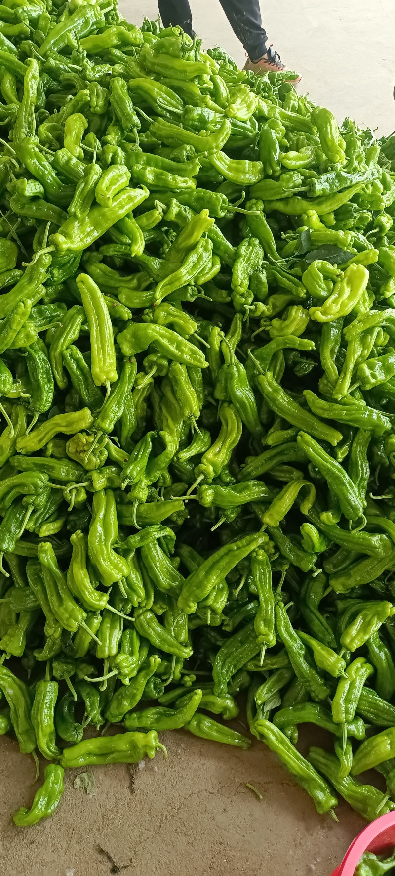 芜湖椒各品种都有货源充足质优价廉大量有货欢迎来电