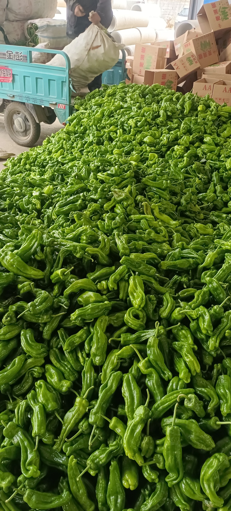 芜湖椒各品种都有货源充足质优价廉大量有货欢迎来电