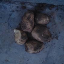 土豆，湘西龙山