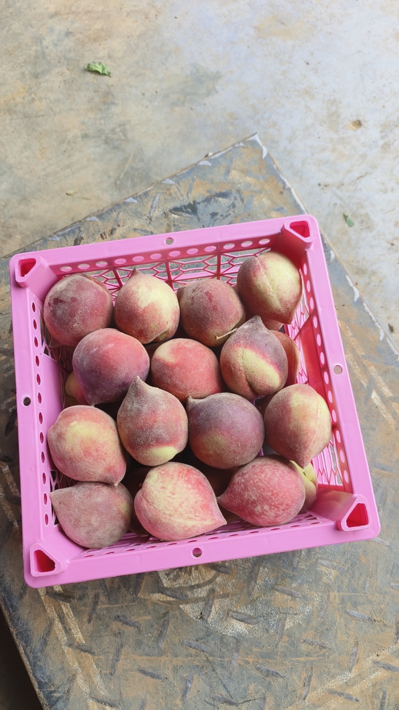 云南珍珠水蜜桃火焰桃红宝石美国红桃