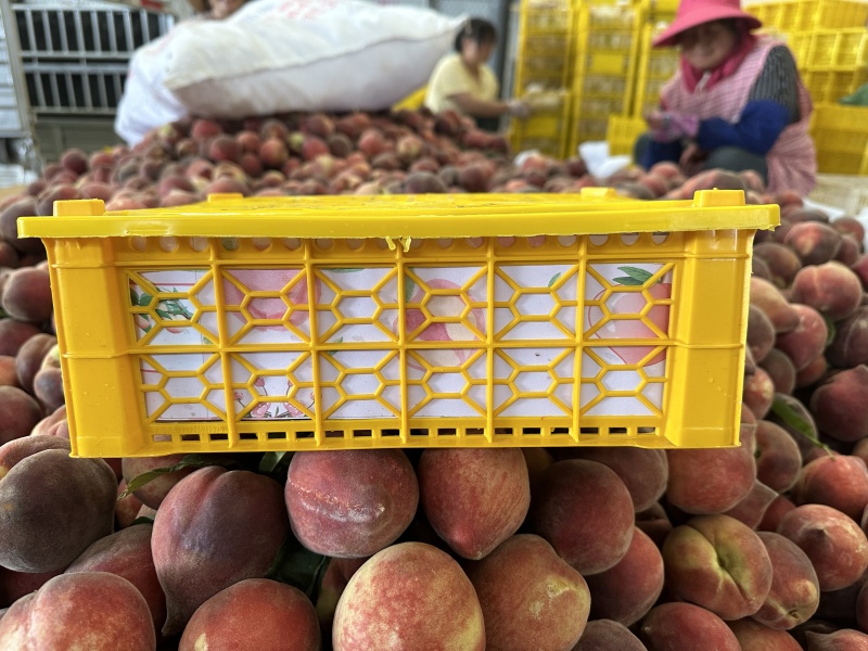 云南珍珠水蜜桃火焰桃红宝石美国红桃