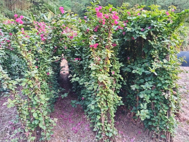 红花藤条，红花三角梅带土出售，量大优惠