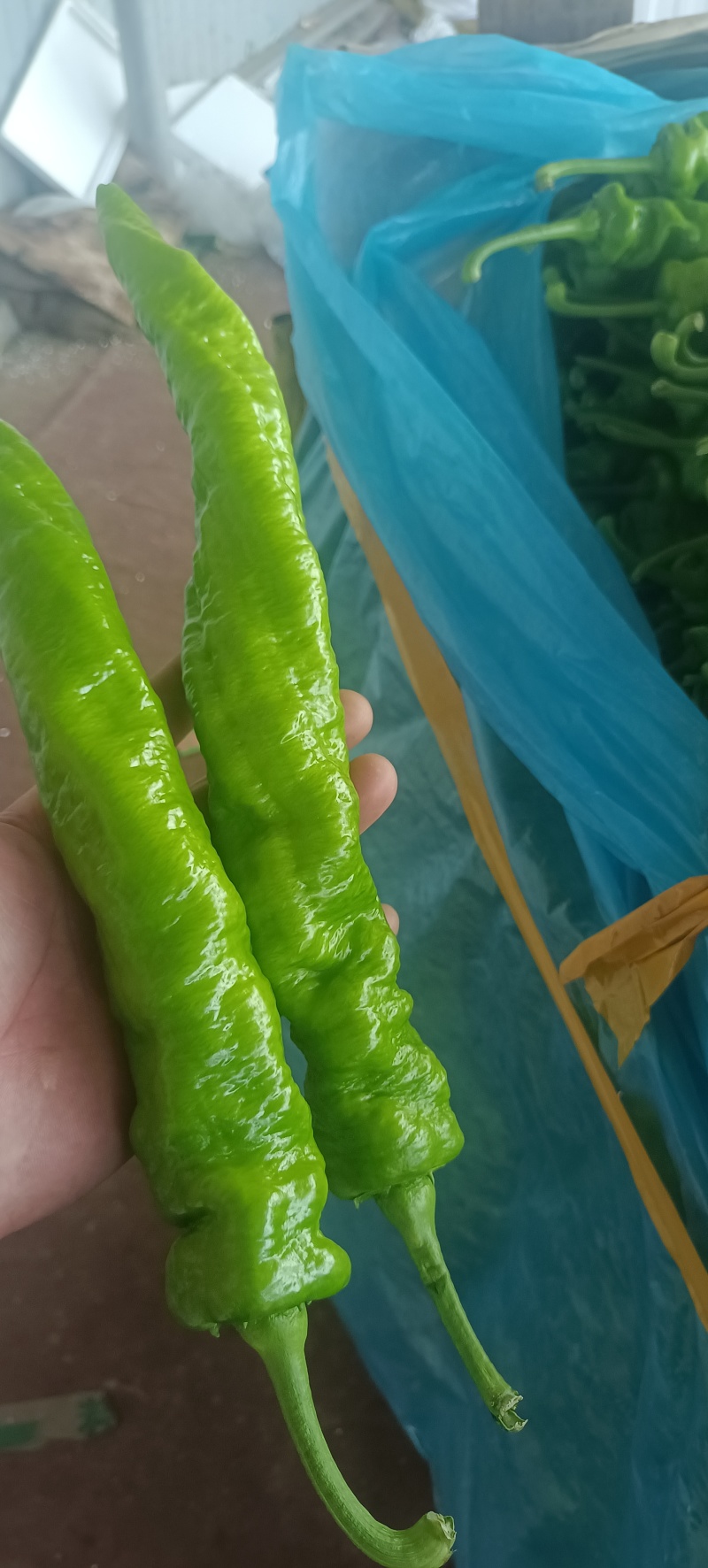 螺丝椒精品到通货价格不高货源充足有需要老板联系