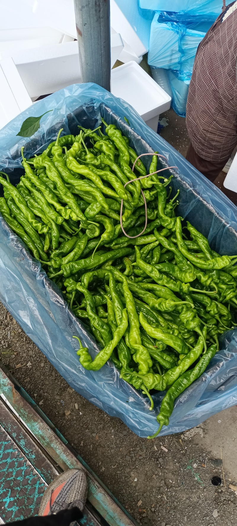 螺丝椒精品到通货价格不高货源充足有需要老板联系