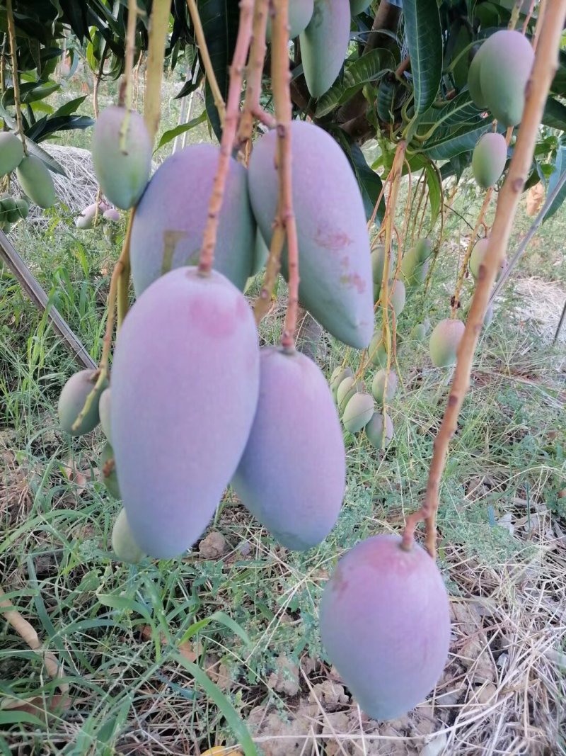 潞江坝亚热带芒果