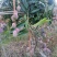 潞江坝亚热带芒果