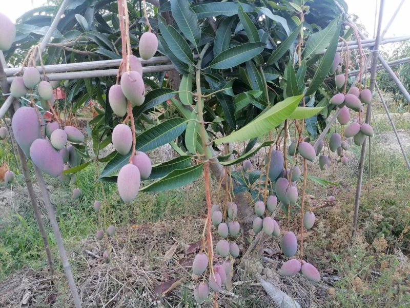 潞江坝亚热带芒果