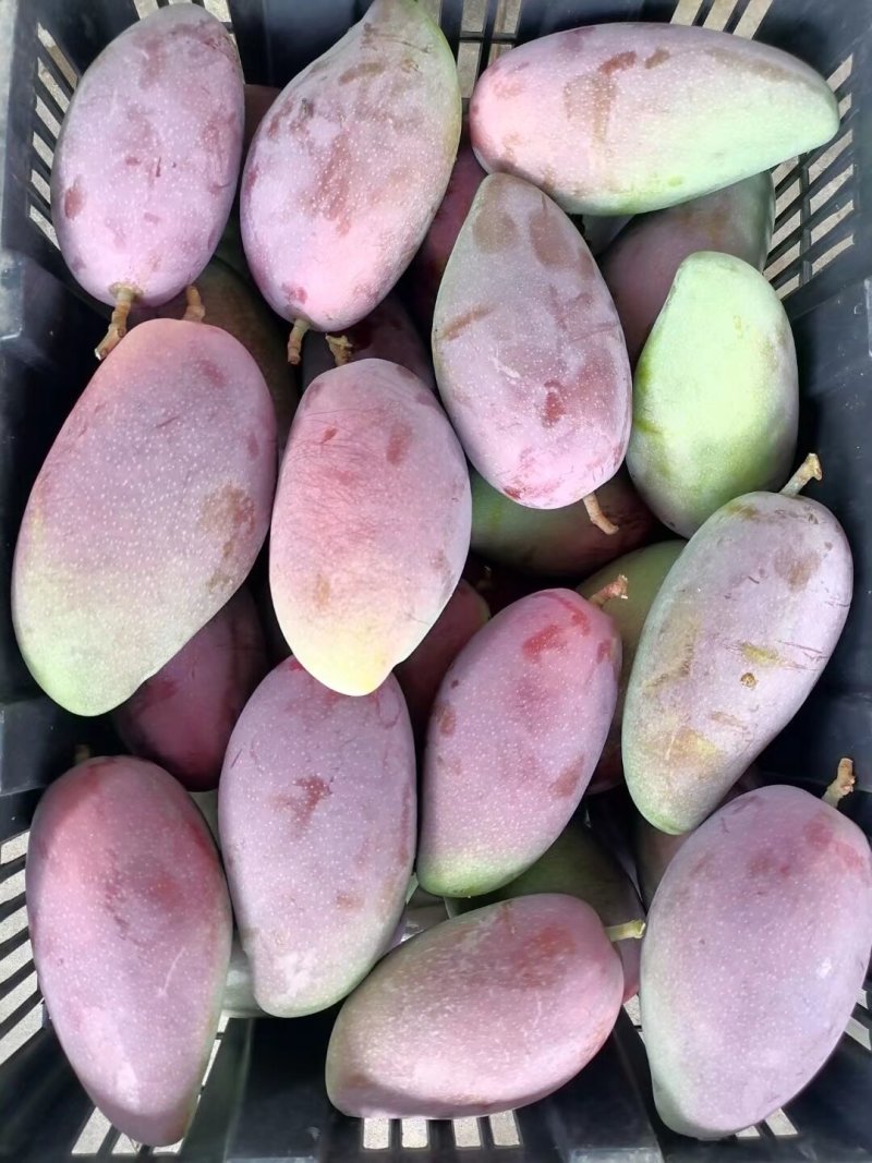 潞江坝亚热带芒果