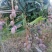 潞江坝亚热带芒果