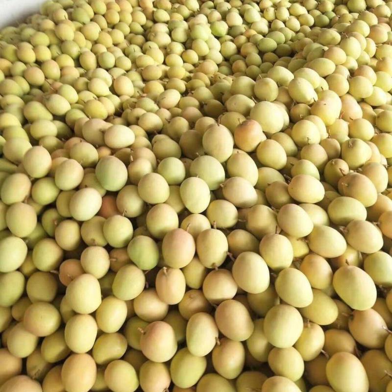 云南潞江坝亚热带芒果小奥