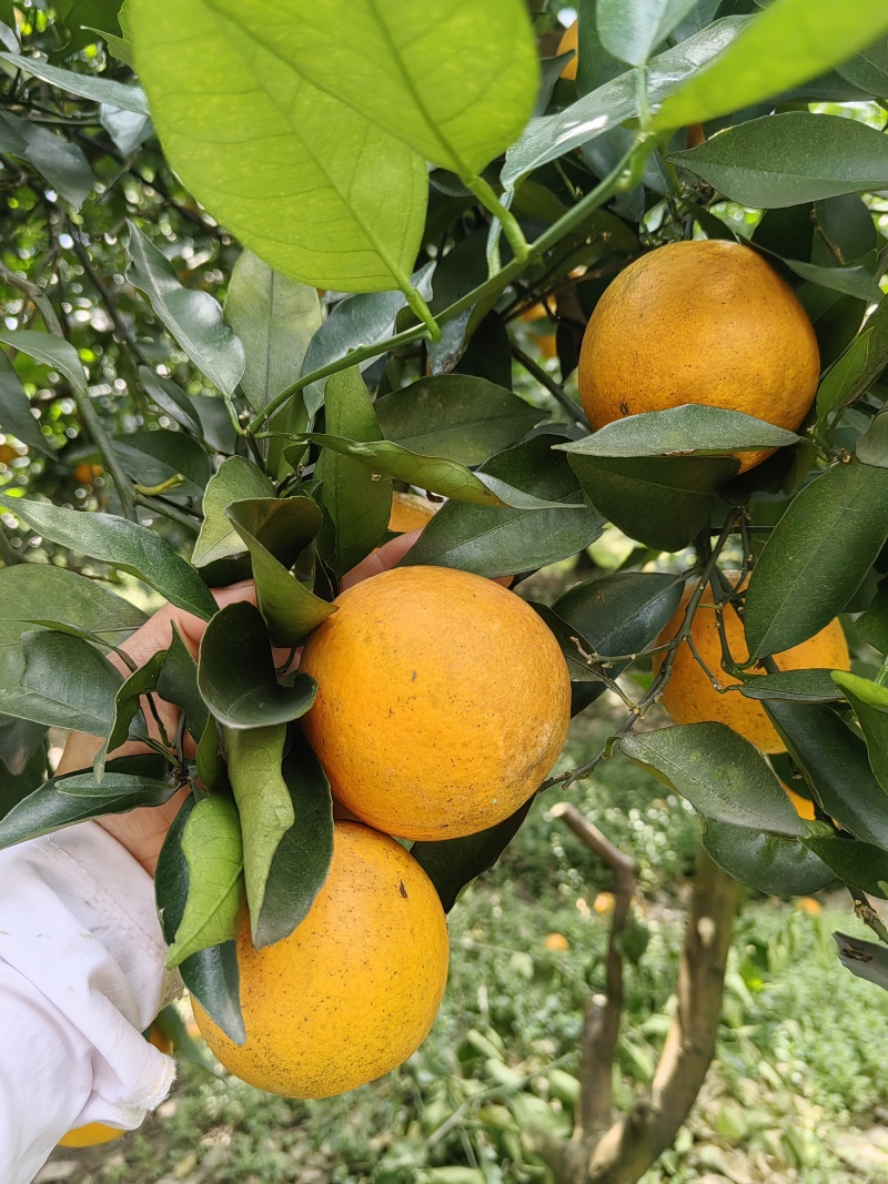 产地夏橙大量出货，对接全国各地电商社区平台