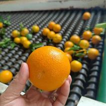 产地夏橙大量出货，对接全国各地电商社区平台