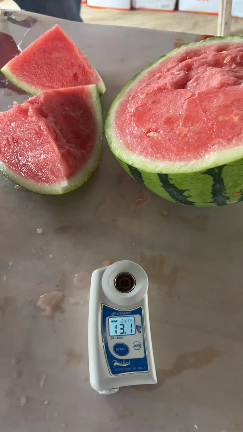 江苏西瓜台农精品美都西瓜.糖度13+质量三包.欢迎来电