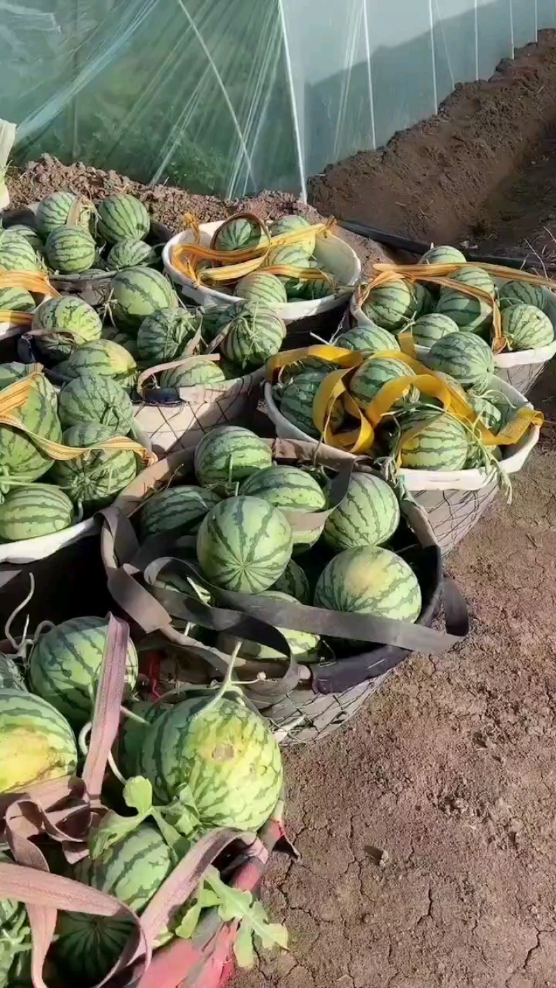 江苏西瓜台农精品美都西瓜.糖度13+质量三包.欢迎来电
