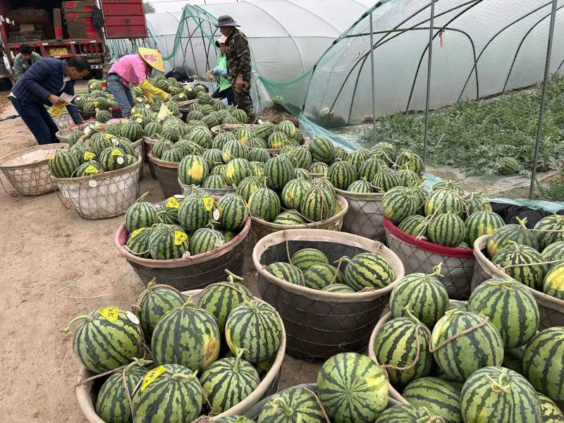 江苏西瓜台农精品美都西瓜.糖度13+质量三包.欢迎来电