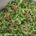 紫花三叉白芨直播苗，品种中宽叶，大宽叶量大，抢购中