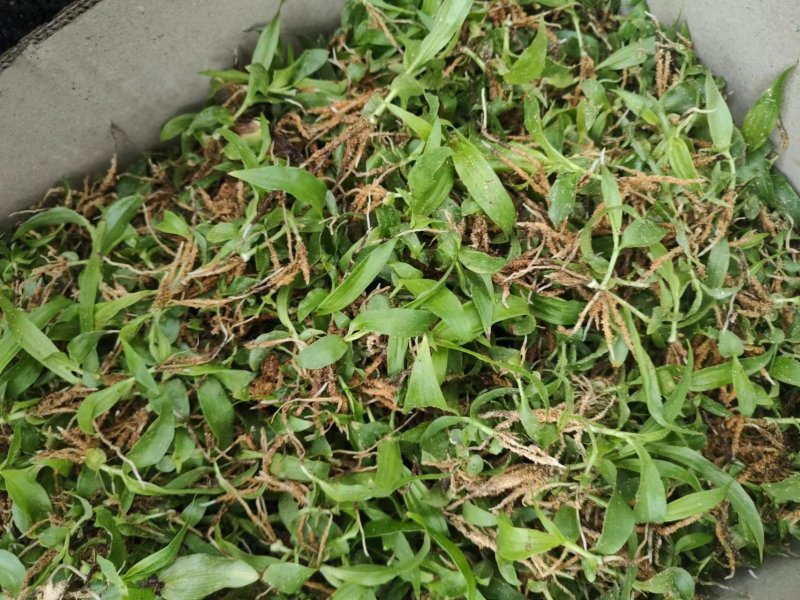 紫花三叉白芨直播苗，品种中宽叶，大宽叶量大，抢购中