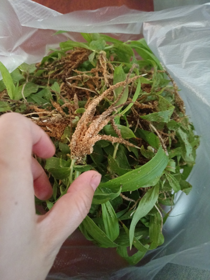 紫花三叉白芨直播苗，品种中宽叶，大宽叶量大，抢购中