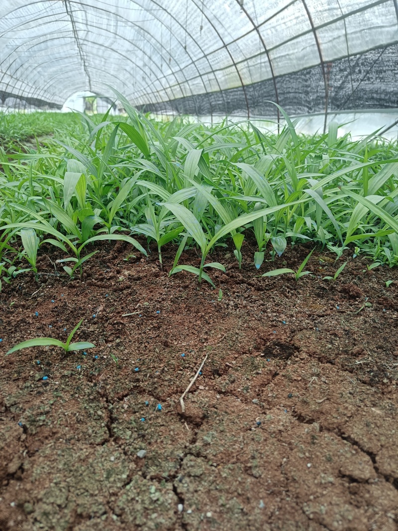 紫花三叉白芨直播苗，品种中宽叶，大宽叶量大，抢购中