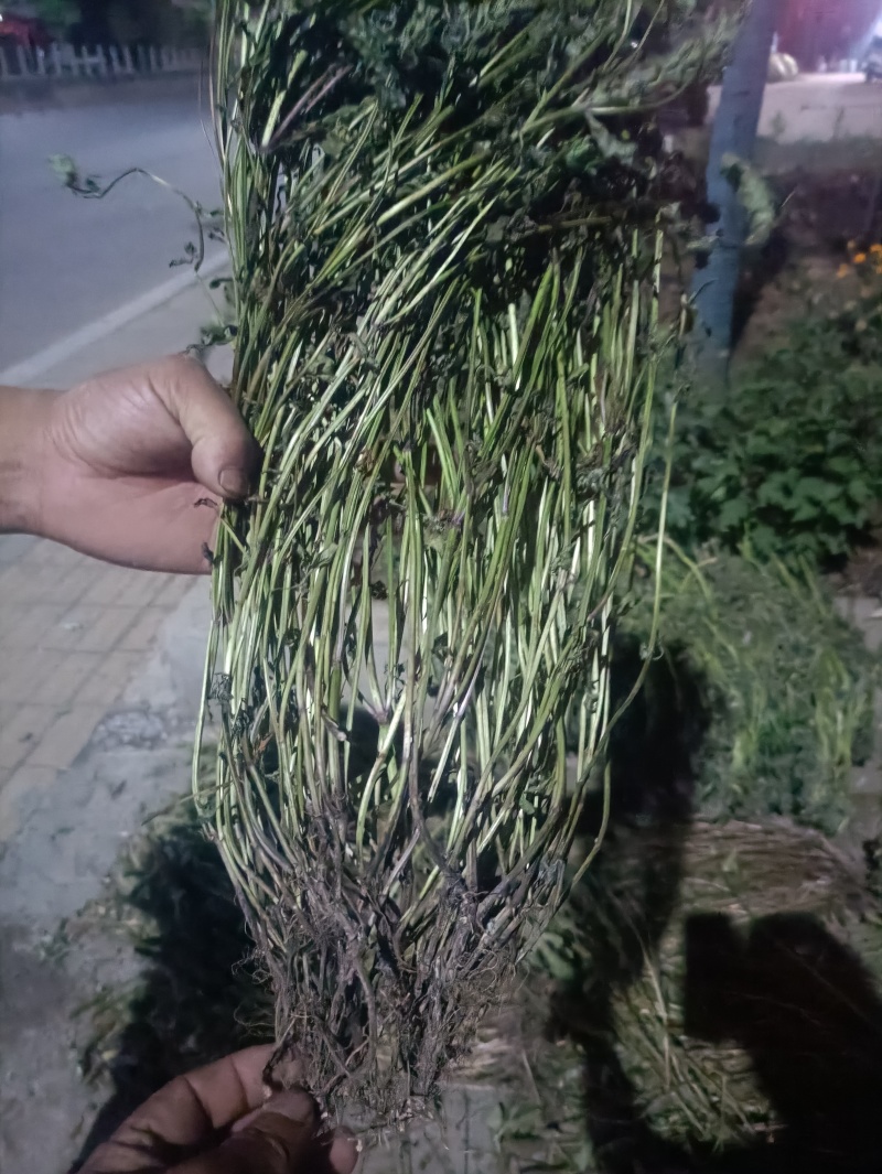 夏枯草全棵