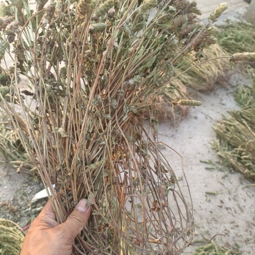 夏枯草全棵