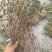 夏枯草全棵
