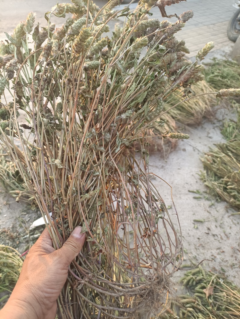 夏枯草全棵