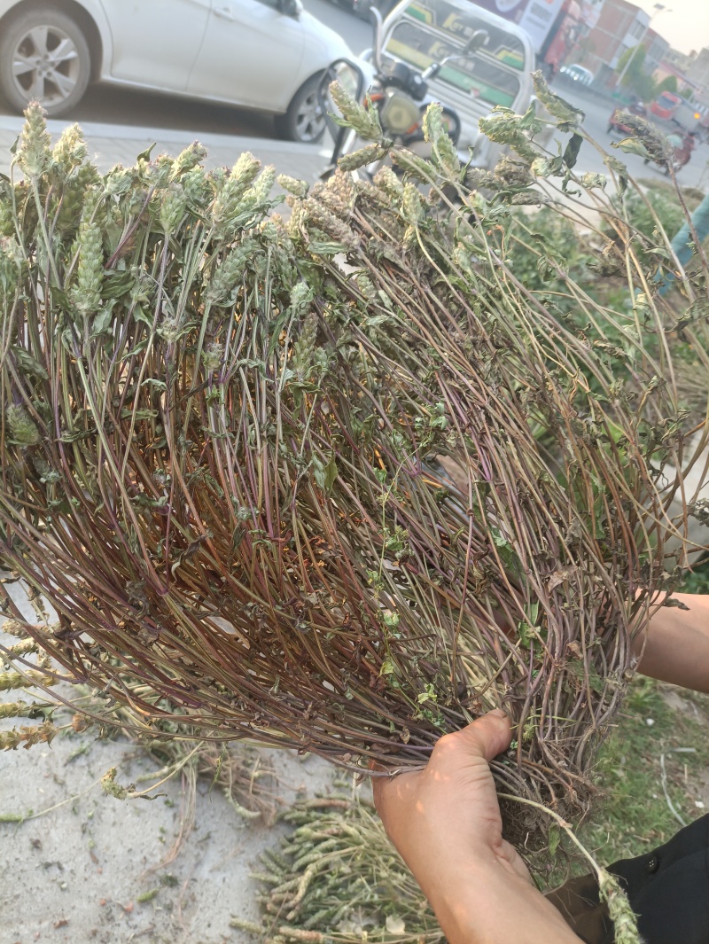 夏枯草全棵