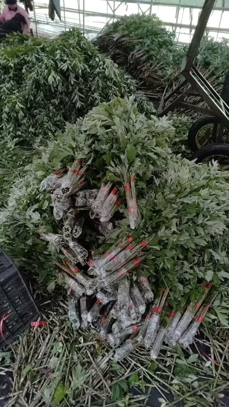 新鲜艾草菖蒲货源稳定，供货充足，欢迎全国采购商咨询