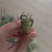 新鲜艾草菖蒲货源稳定，供货充足，欢迎全国采购商咨询
