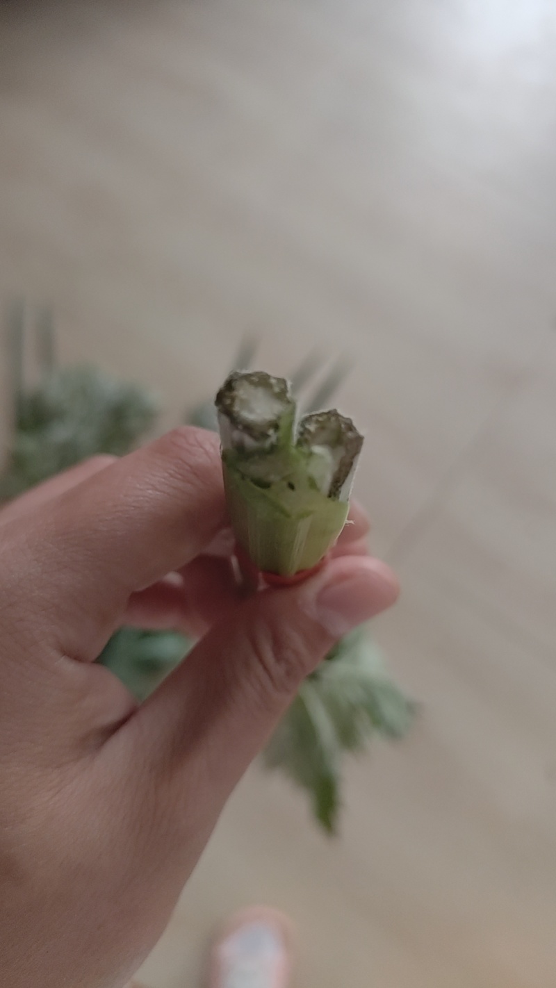新鲜艾草菖蒲货源稳定，供货充足，欢迎全国采购商咨询