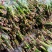 新鲜艾草菖蒲货源稳定，供货充足，欢迎全国采购商咨询
