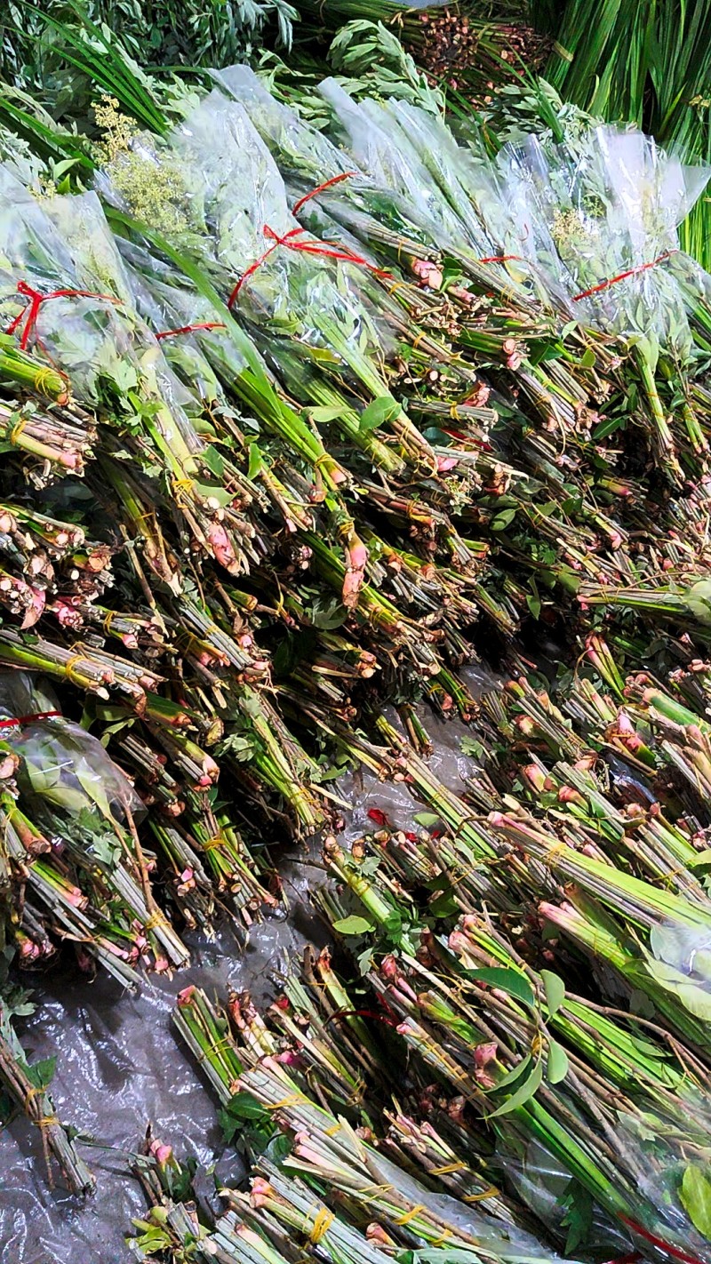 新鲜艾草菖蒲货源稳定，供货充足，欢迎全国采购商咨询