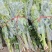 新鲜艾草菖蒲货源稳定，供货充足，欢迎全国采购商咨询