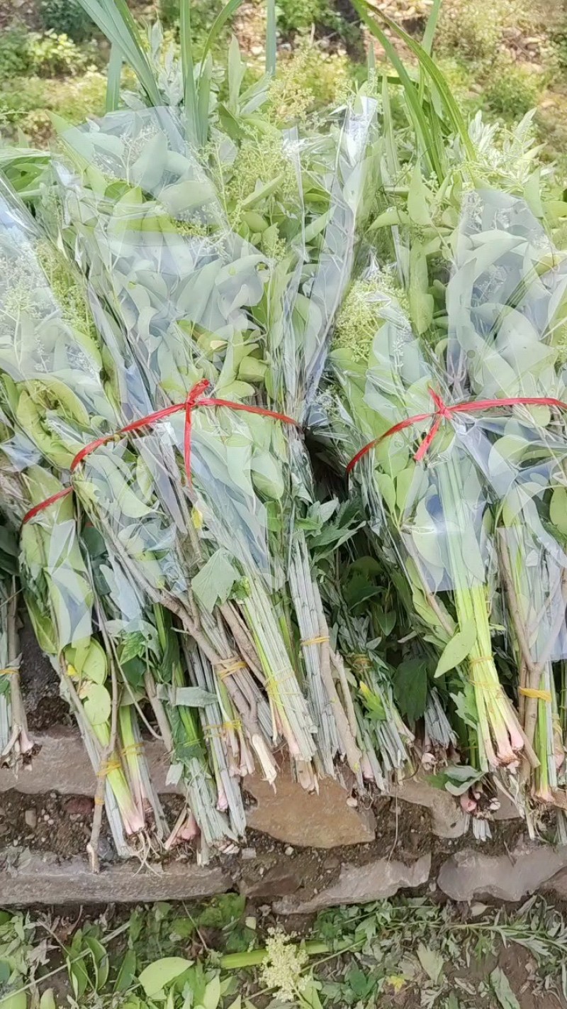 新鲜艾草菖蒲货源稳定，供货充足，欢迎全国采购商咨询