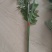 新鲜艾草菖蒲货源稳定，供货充足，欢迎全国采购商咨询