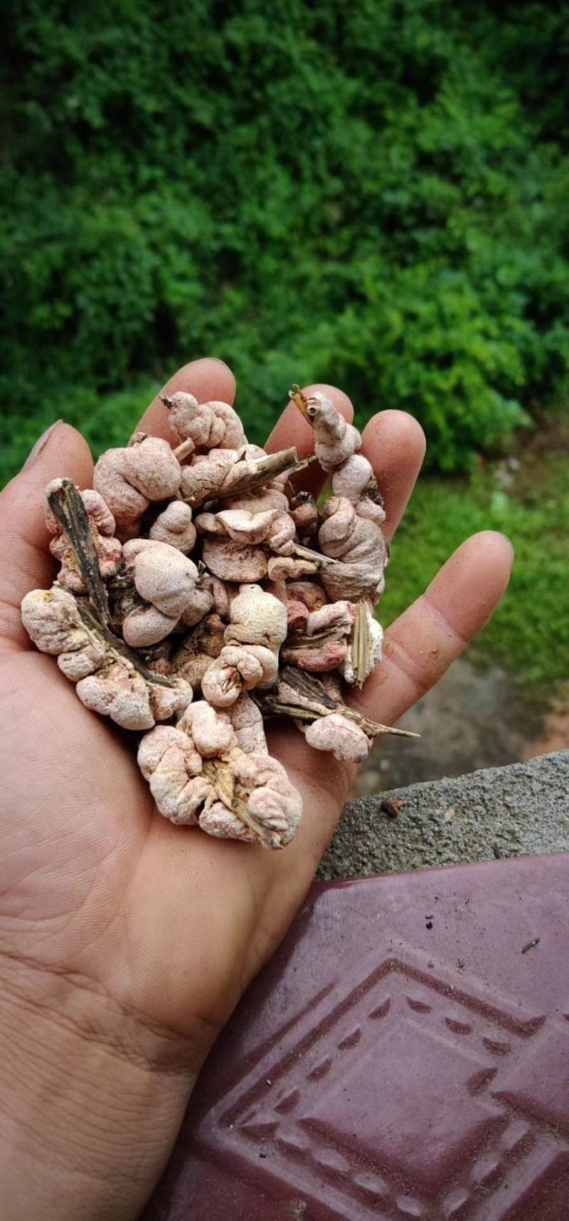 竹黄