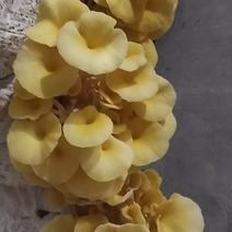 榆黄蘑黄金菇鸡油菌鲜菇