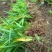 纯紫花中宽叶白芨驯化苗，规格1公分起，1.5公分起