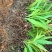 纯紫花中宽叶白芨驯化苗，规格1公分起，1.5公分起