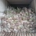 纯紫花中宽叶白芨驯化苗，规格1公分起，1.5公分起