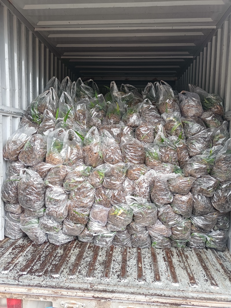 纯紫花中宽叶白芨驯化苗，规格1公分起，1.5公分起