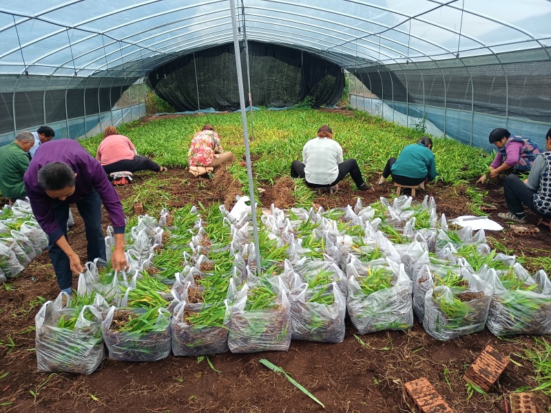 纯紫花中宽叶白芨驯化苗，规格1公分起，1.5公分起