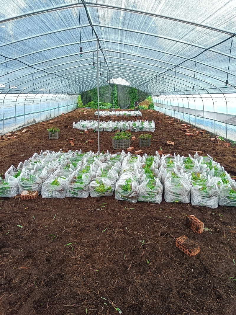 纯紫花中宽叶白芨驯化苗，规格1公分起，1.5公分起