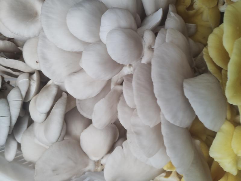 干平菇香菇类干货炖汤食材