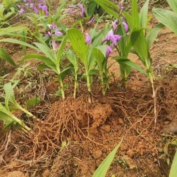 全紫花白芨大苗，高品质配的起好价格，上万起批，专车运输