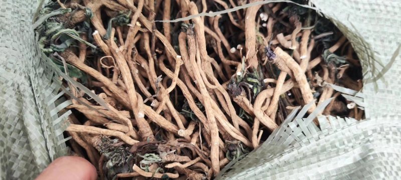 全干小叶板蓝根